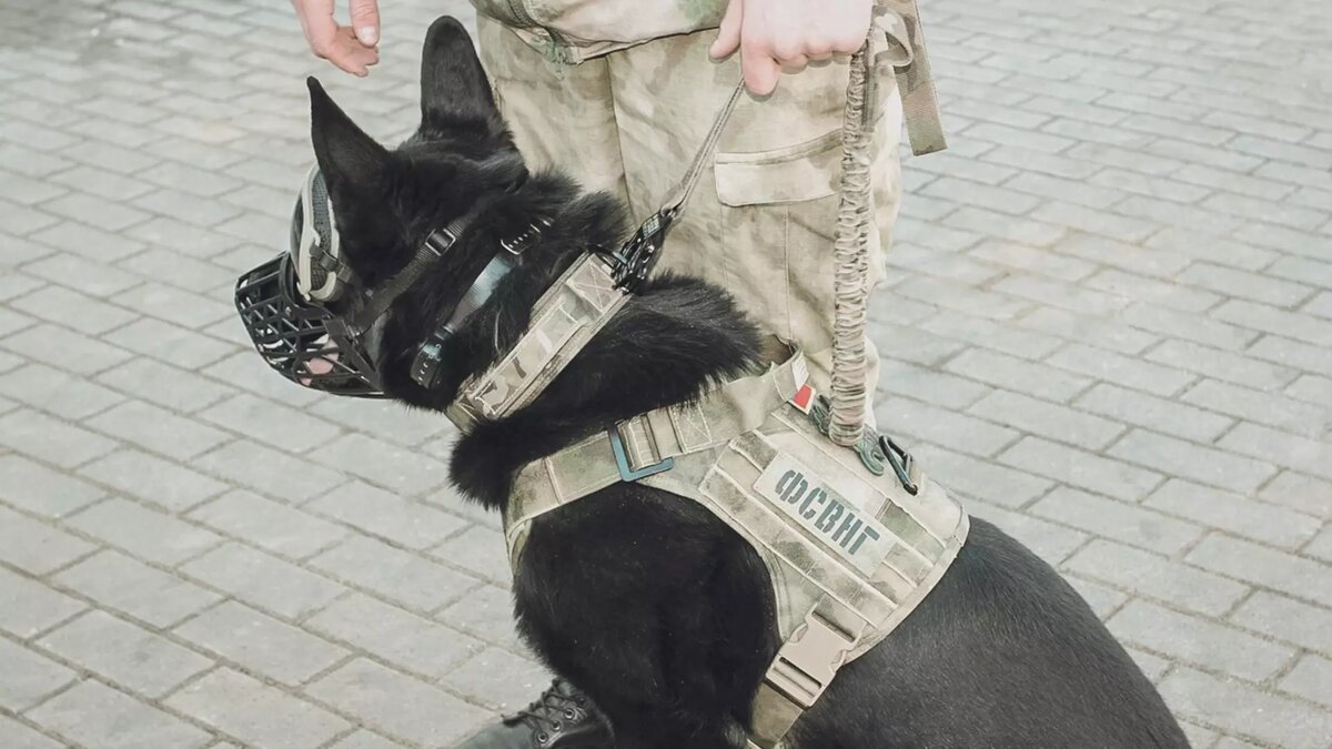     Источник: 1MI