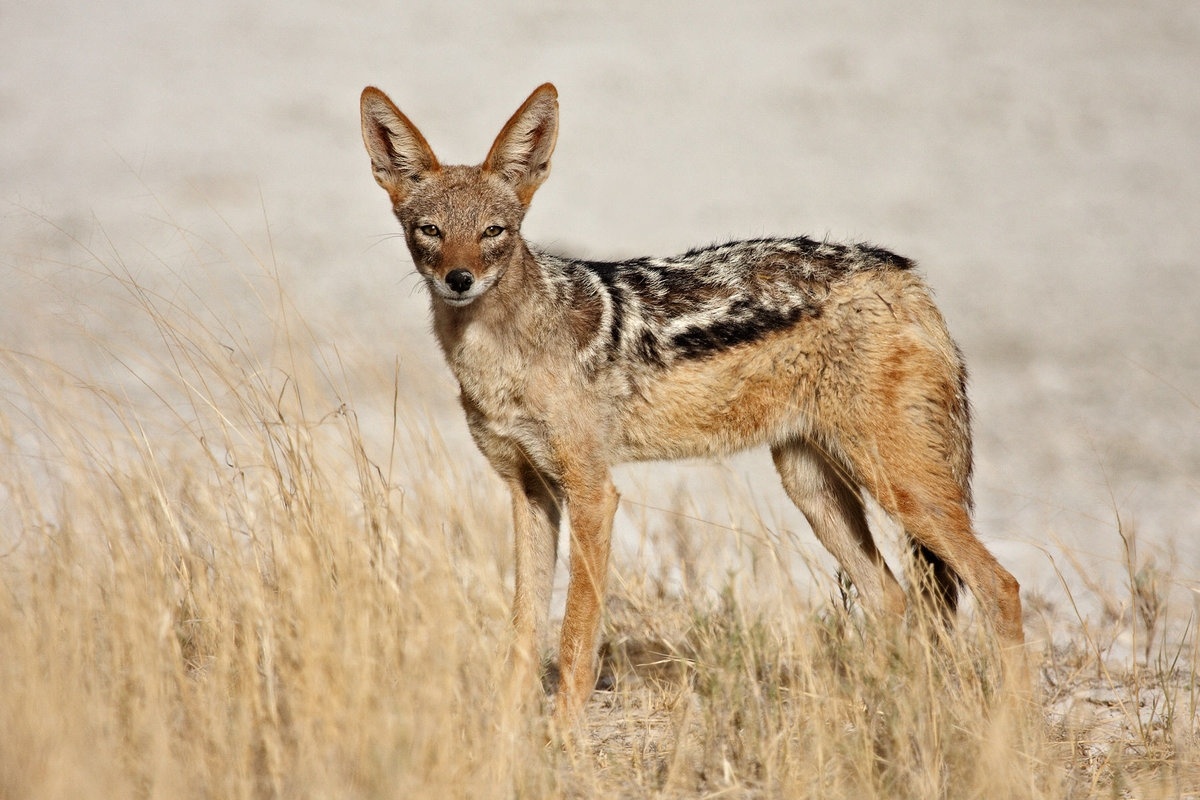 Источник фото: Pinterest.com