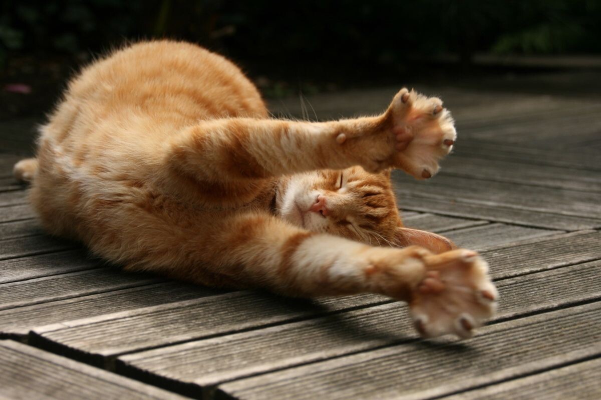 Кот потягивается