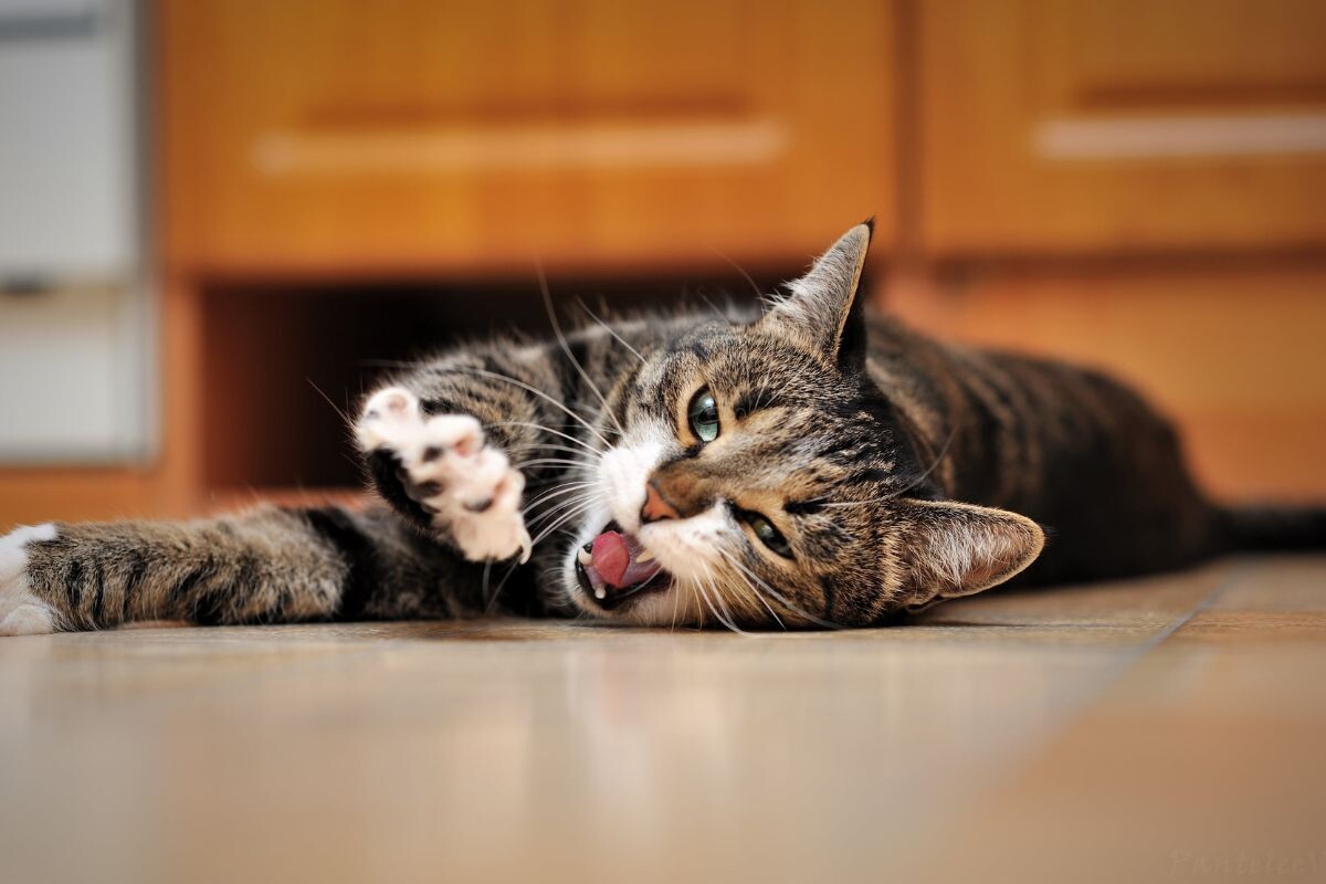 Кошка потягивается