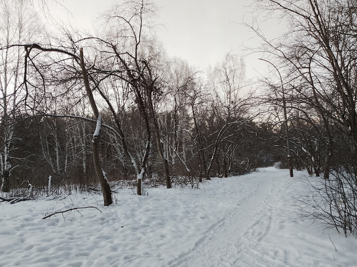 Очень интересно, что это за деревья такие кривые и загадочные. Может, кто нибудь знает?