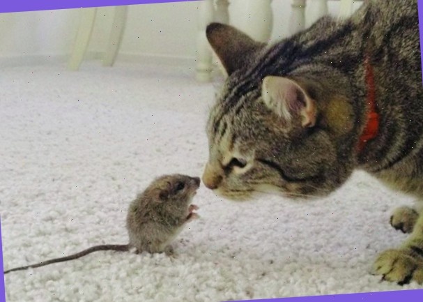 Лучшие гляделки за всю историю человечества!