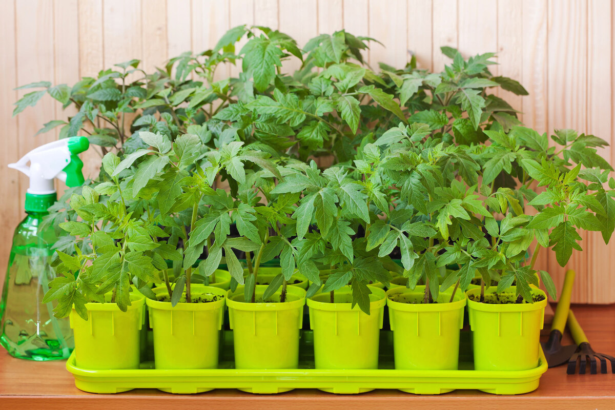 Яндекс.Картинки