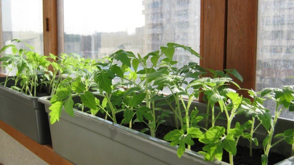 Яндекс.Картинки