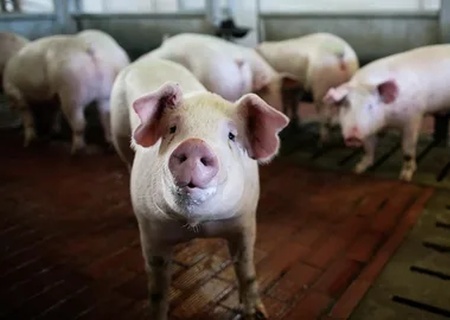    Россия запретила ввоз животноводческой продукции из стран Евросоюза