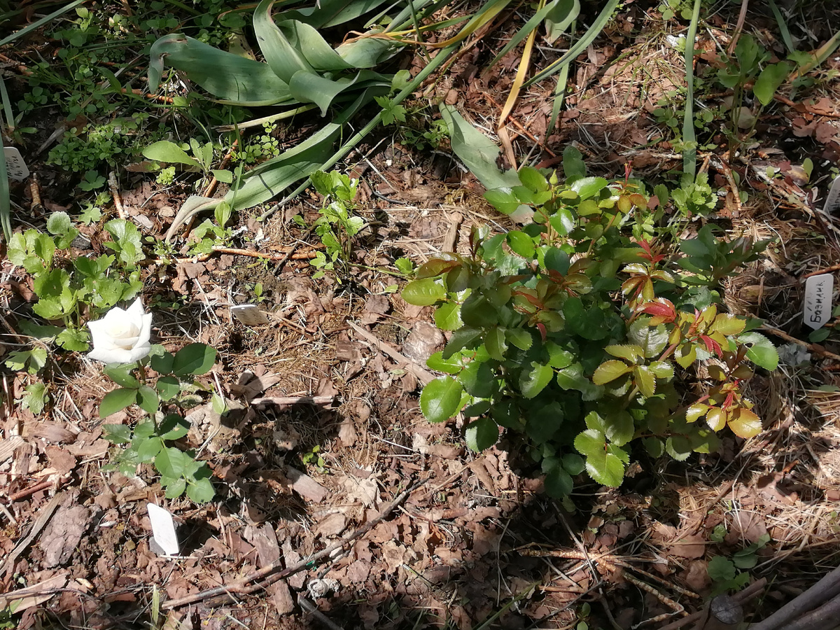 Вайт Лидия и Флэш данс в июне 2024