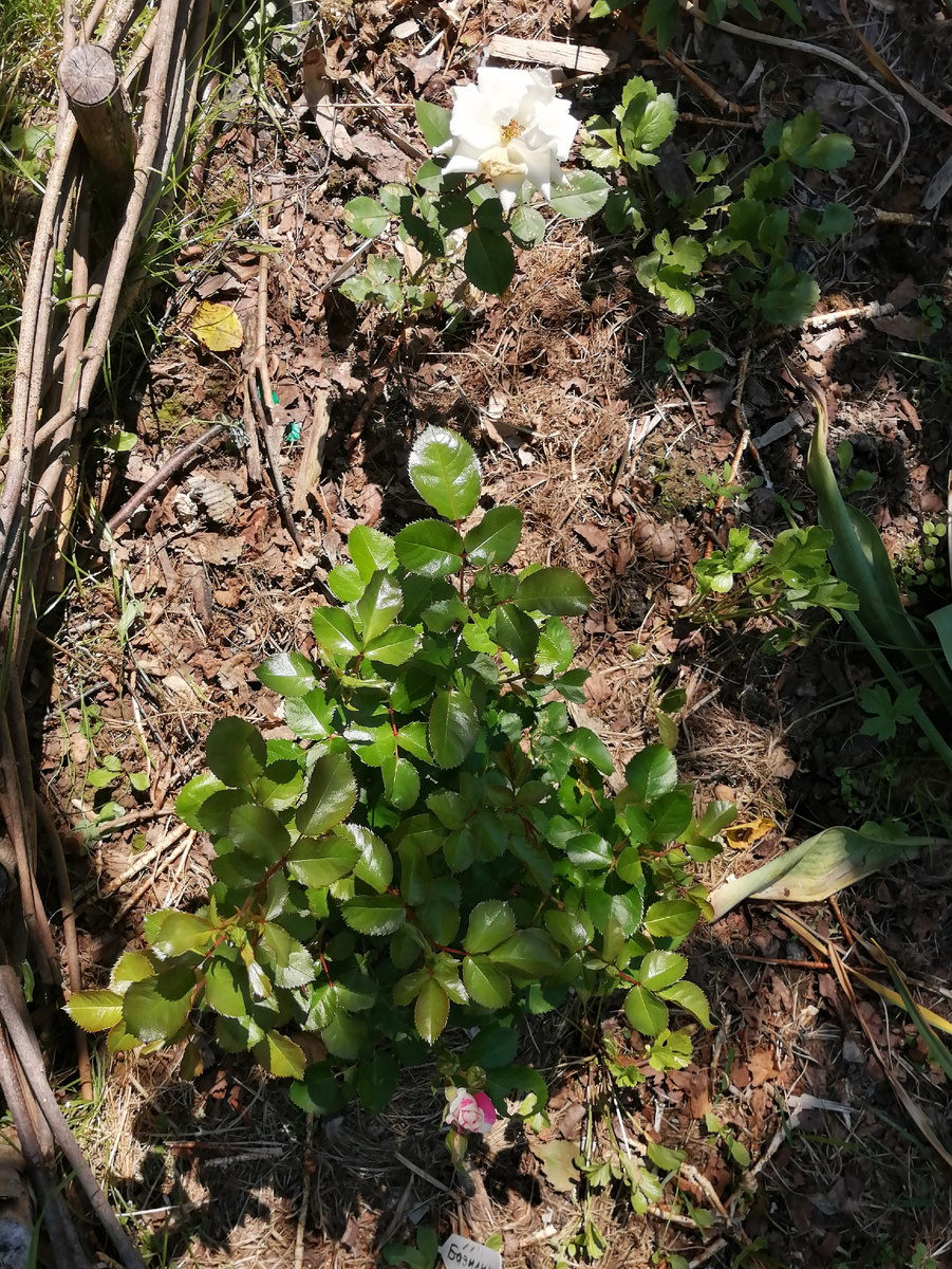 Флэш данс в июне 2024