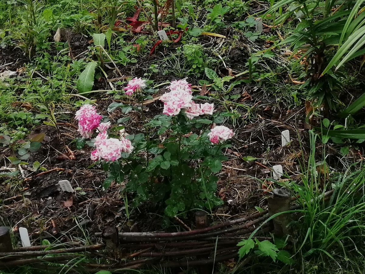 Флэш данс в июле 2024