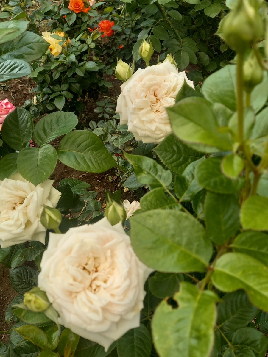 Мадам Анизет - фото Анны