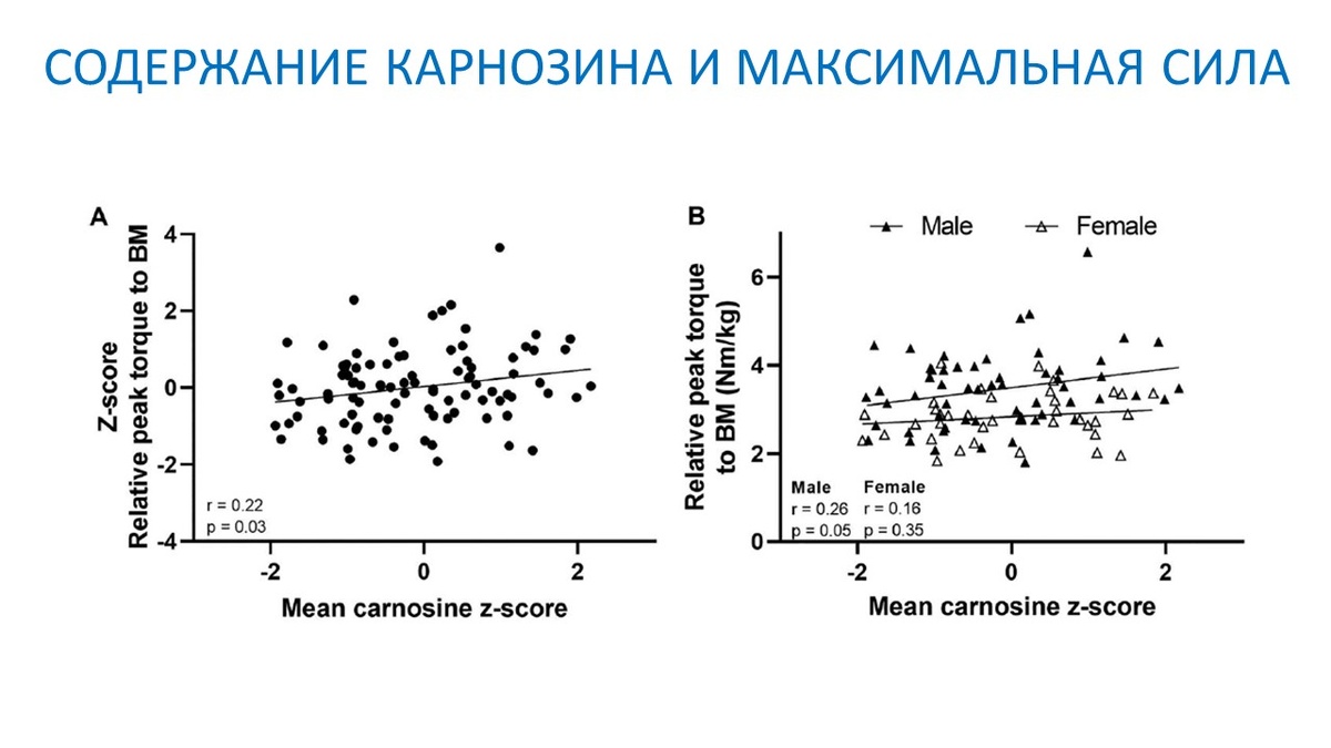 Рисунок 1. Отношение максимальной силы при разгибании колена к внутримышечному содержанию карнозина.