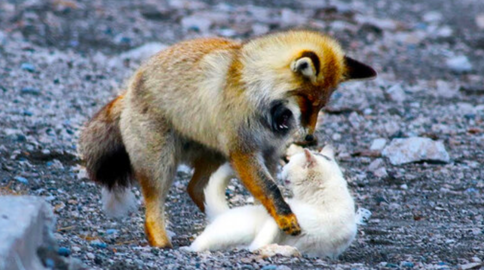 Встреча двух пушистиков могла закончиться так...