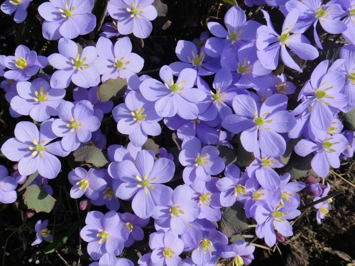 Вот она, красотка джефферсония сомнительная! 