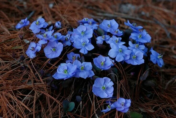 Джефферсония сомнительная-фото из интернета