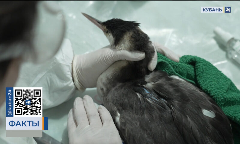    Видео канала «Кубань 24»