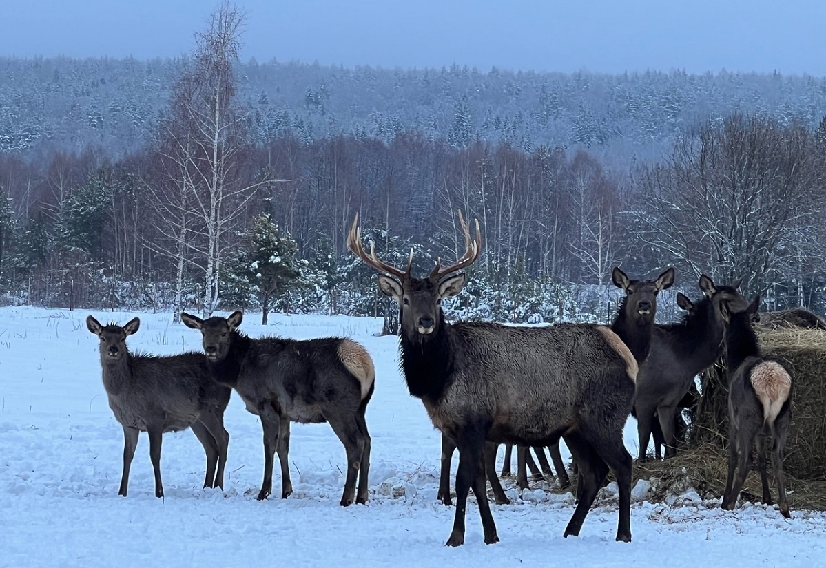    В охотхозяйстве есть питомник диких животных, где в больших вольерах живут пятнистые олени и маралы