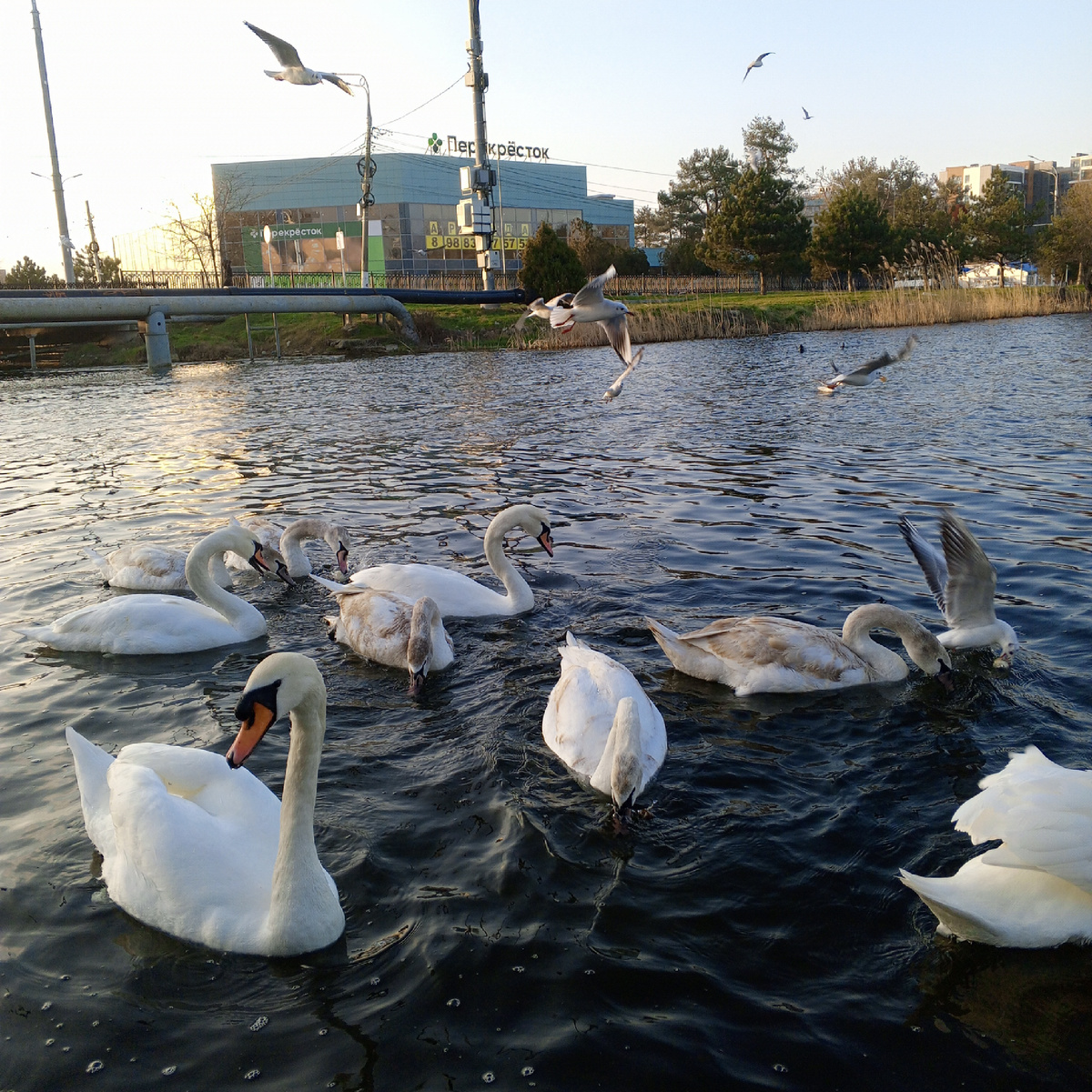 Плавни реки Анапки.