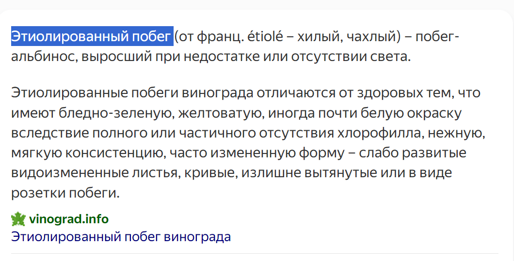 Скриншот из интернета из поисковика на запрос "этиолированный побег" 