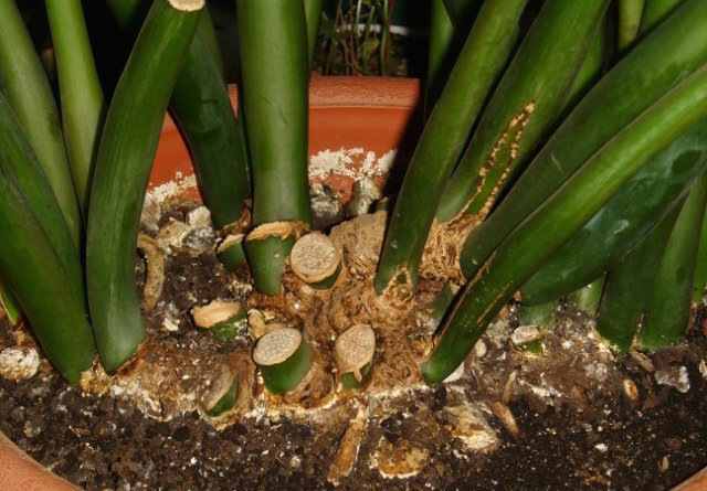 Фото: https://s019.radikal.ru/i628/1605/85/56612b2395f3.jpg