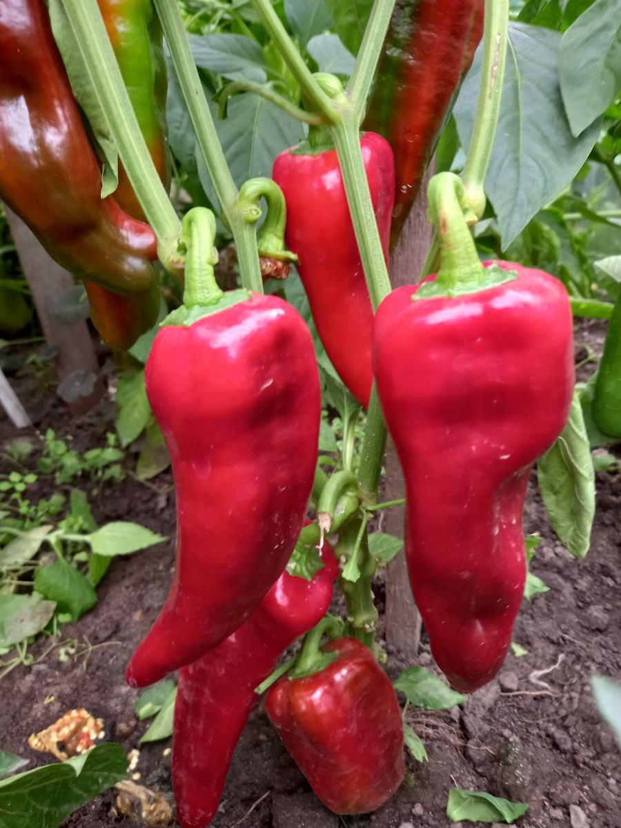 Фото автора. "Воловье ухо"