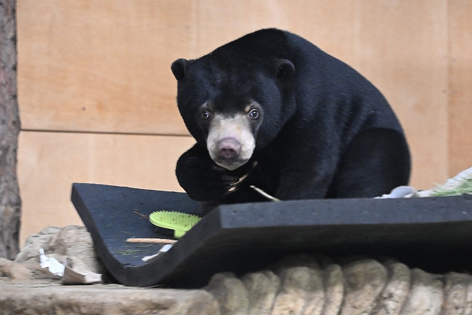    Малайский медвежонок в помещении Московского зоопарка. Михаил ФРОЛОВ