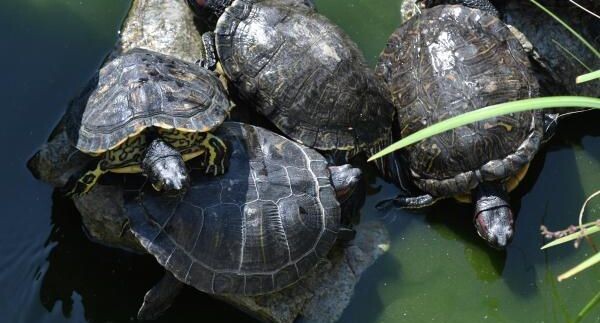    РИА «Новости»