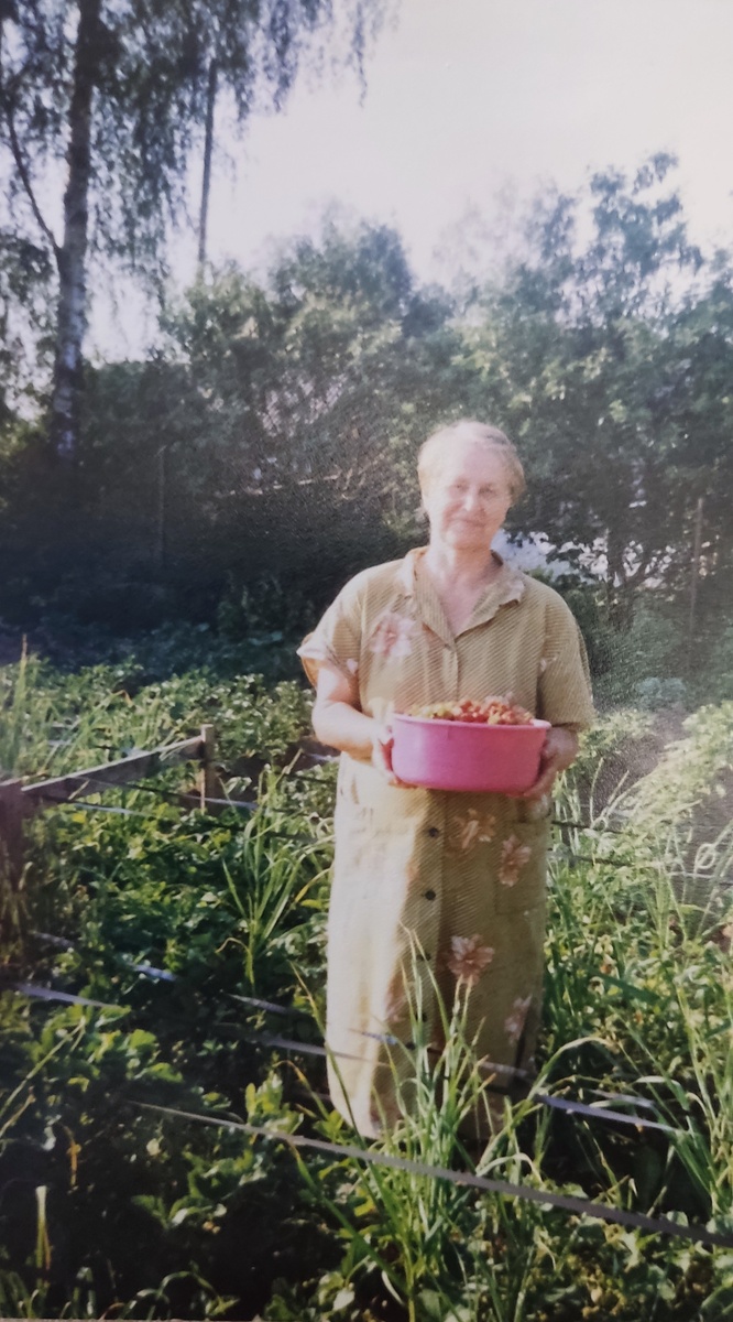 Клубника - ещё одна мамина гордость. Ягоды были крупные и сладкие. У меня не сохранились. надеюсь, когда выйду на пенсию и возобновлю дачные посадки, найду у соседей мамину клубнику. Мама щедро делилась с соседями усами.