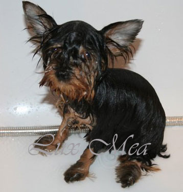 Сон: Маленькие щенки йоркширского терьера нуждаются в хорошем сне, ведь они, как и маленькие дети во сне растут. Поэтому выбирая лежанку или домик для щенка, решите насколько комфортно и удобно щенок будет чувствовать себя, отдыхая на таком месте.