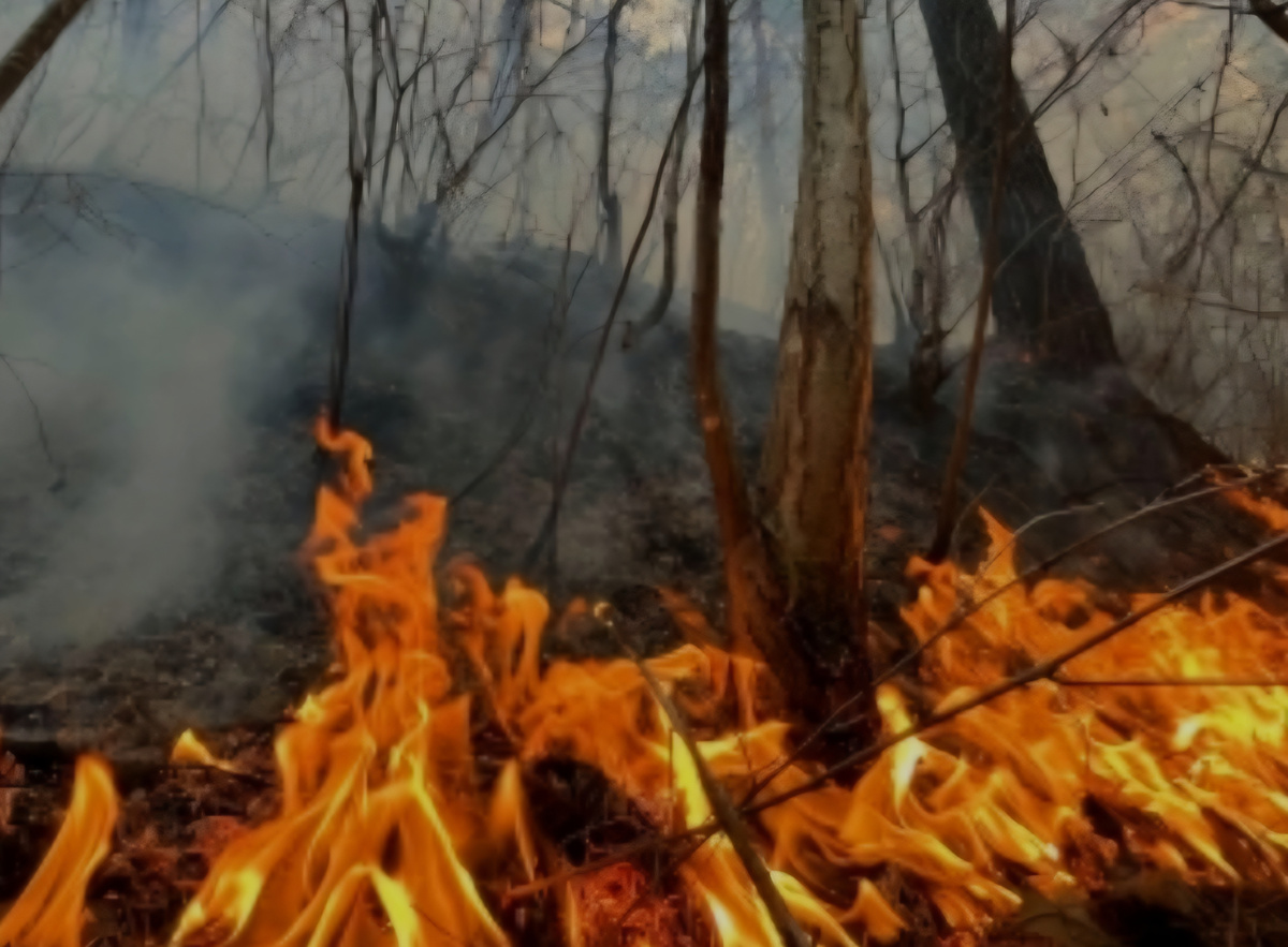 Сухие, не расчищенные леса