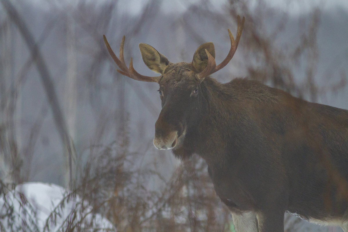 Повстречавшийся лось.