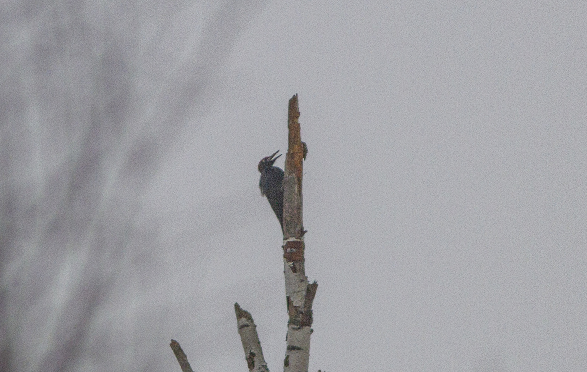 Чёрный дятел - желна.