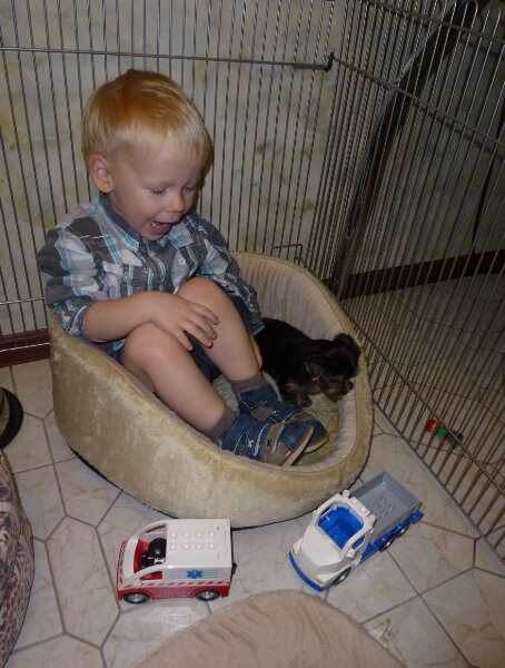 Но если вы все же решились на покупку, помните маленькие дети очень любознательные и импульсивные и не задумываются над тем насколько больно они делают щенку, схватив того за лапу.