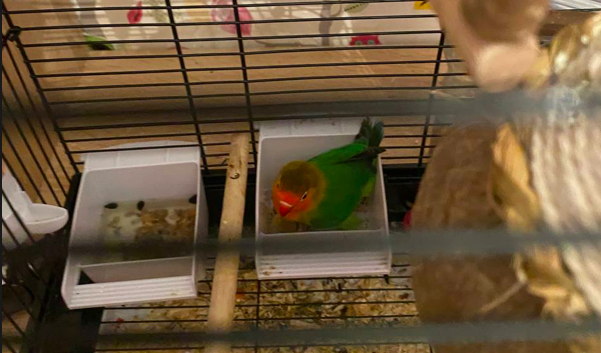 Наш новый питомец - попугай Ричи