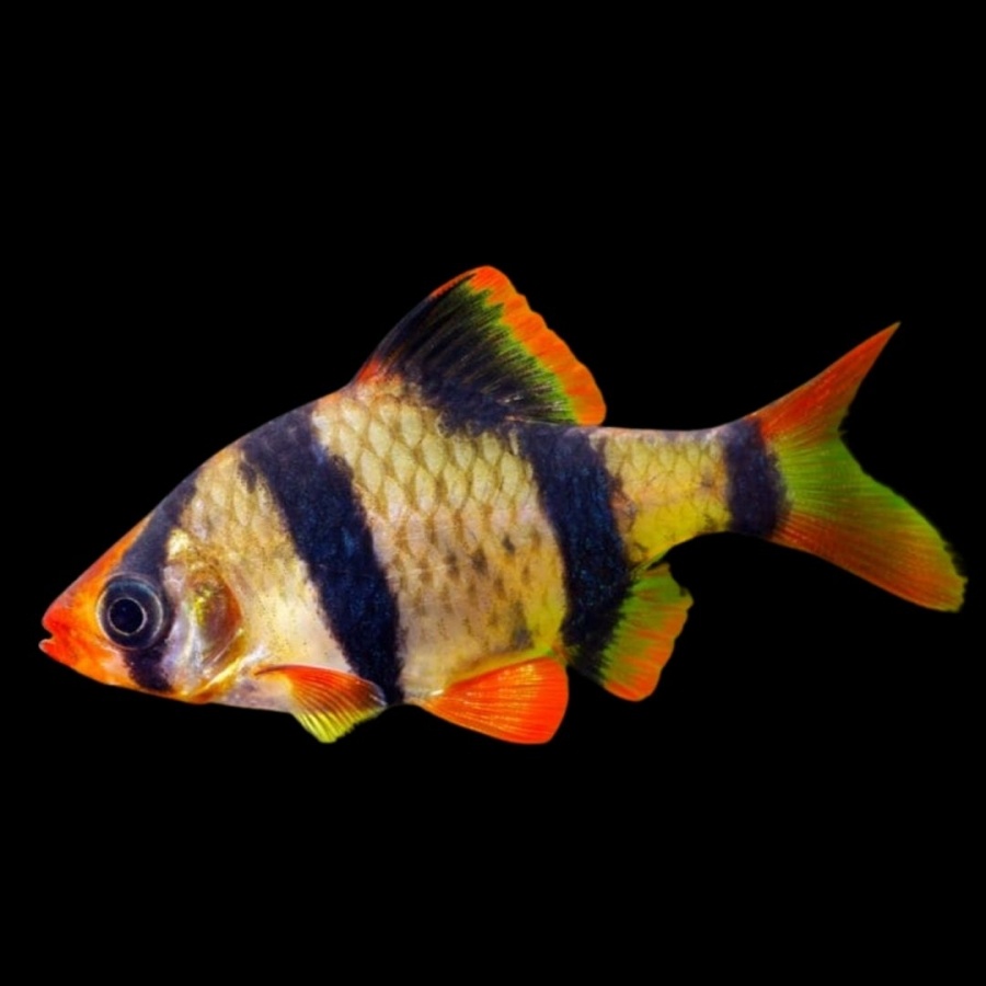 Фото автора. Суматранский барбус