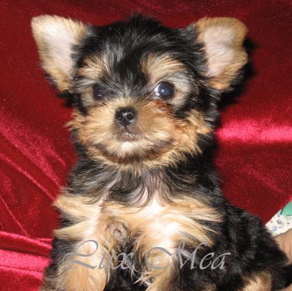 Более смешно конечно выглядело объявление, на котором были размещены фотографии нашего кобеля Best Gooseberry of Silver Speed, а текст объявления говорил о том, что Продается красивая сука.