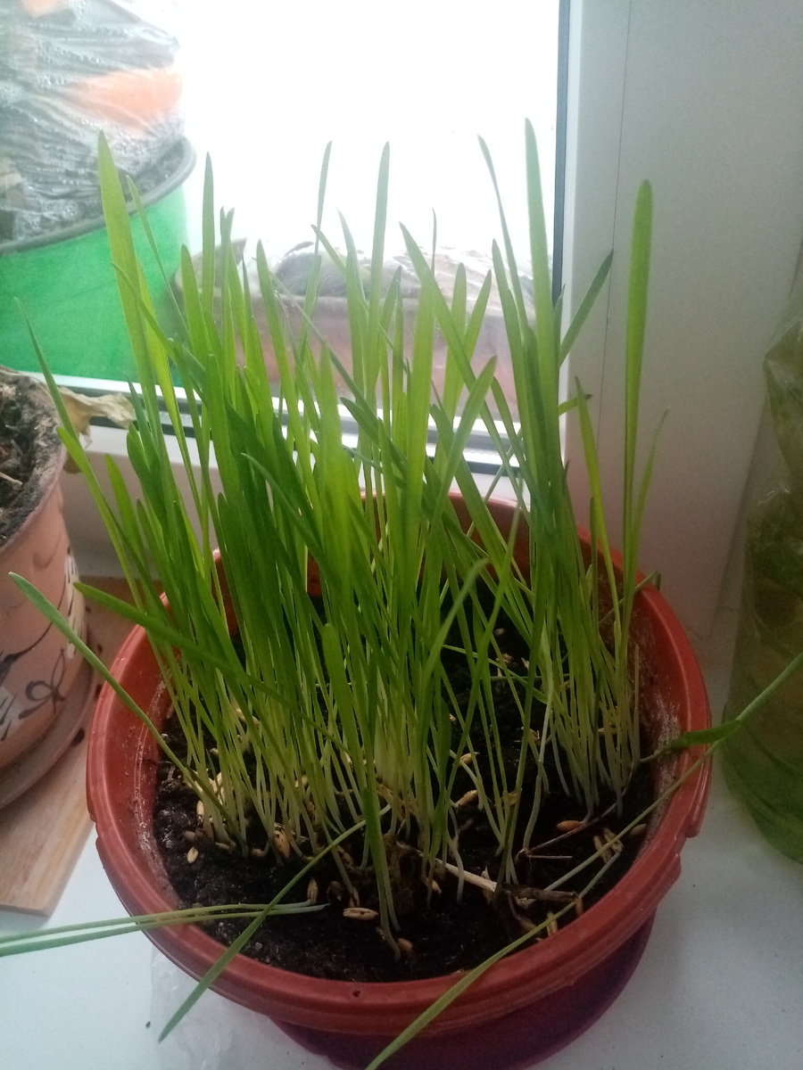 Зелень овса .