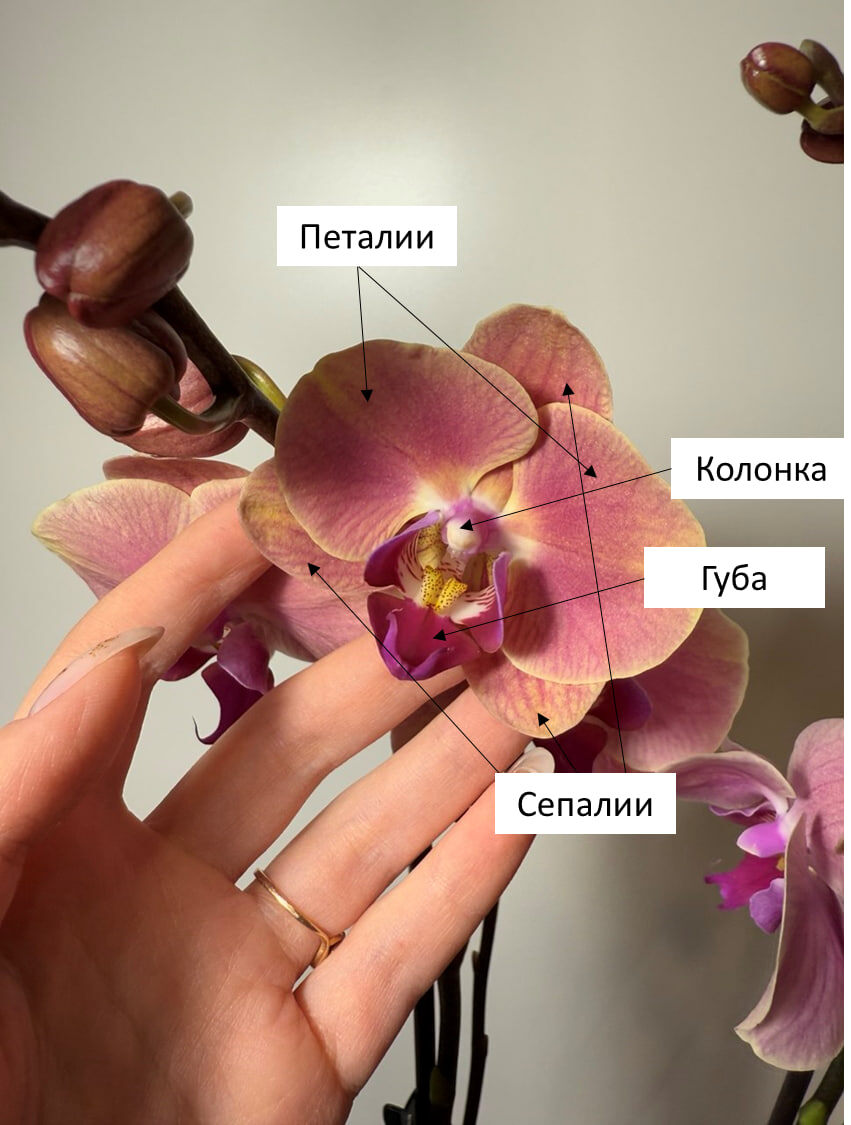 Строение цветка орхидеи фаленопсис. На фото Phal. Golden Apple (Золотое Яблоко)
