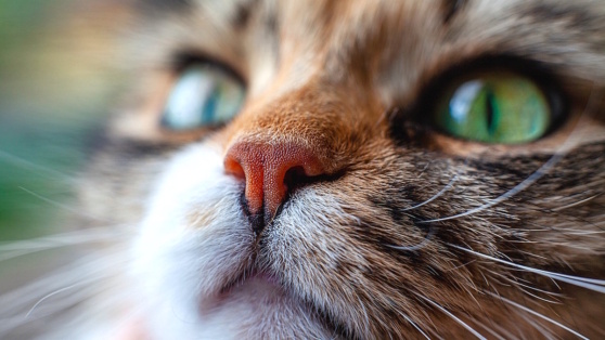    Почему у кошки сухой нос и всегда ли это признак болезни Роман Захаров