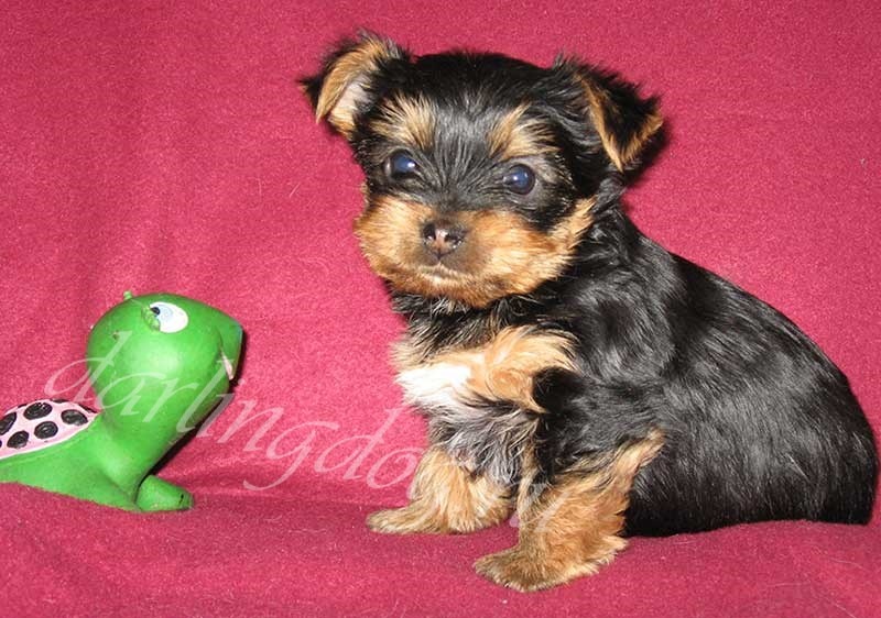 Часто при смене зубов может возникать неприятный запах из пасти маленькой собачки, это особенно заметно, если малыш любит целоваться. Это происходит когда два зуба занимают одно место, частички пищи застревают и скапливаются между зубами. Поэтому, при появлении запаха из рта щенка или взрослого йоркширского терьера не впадайте сразу в панику (а ваш щенок здоров?), как некоторые неопытные владельцы, просто загляните в рот питомцу и посмотрите на зубы, как они выглядят. В редких случаях происходит не выпадение резцов и они растут во второй ряд, над молочными (как правило у миников).