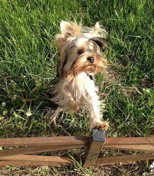 Если на вашей даче есть лестница, не разрешайте маленькому щенку самостоятельно спускаться по лестнице. Очень часто малыши игнорируют последние две или три ступеньки и прыгают вперед и как правило это приводит к травме. Это происходит из-за того, что щенки, в отличие от взрослых йоркширских терьеров не чувствуют высоты, так как не имеют пространственного восприятия.