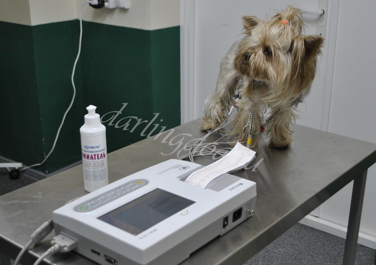 Конечно каждый владелец надеется, что все невзгоды обойдут стороной, и ему не понадобятся услуги ветврача. Но посещать ветлечебницу вам все равно придется