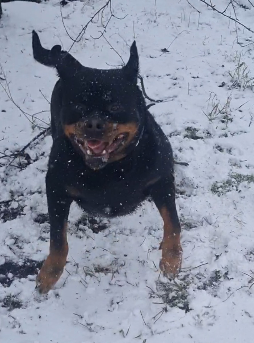 Хозяин, ну ты играть будешь?