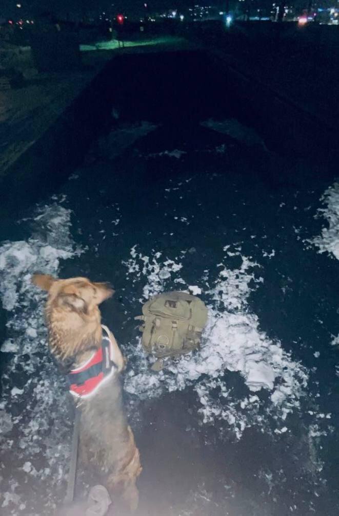 Кошку нашли в рюкзаке, при осмотре вагонов 