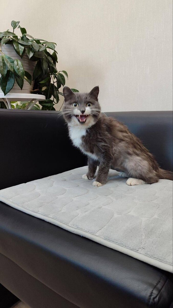 С кошкой всё хорошо 👍