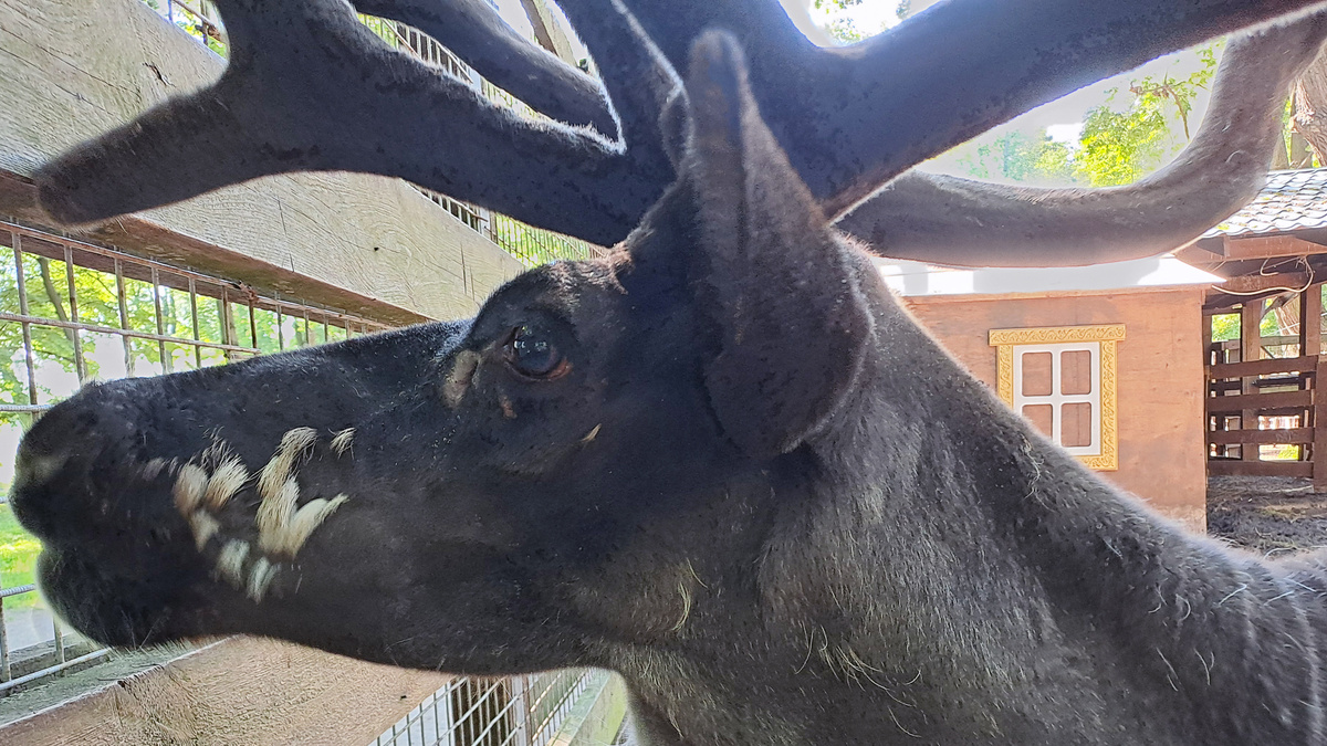 Северный олень в зоопарке летом