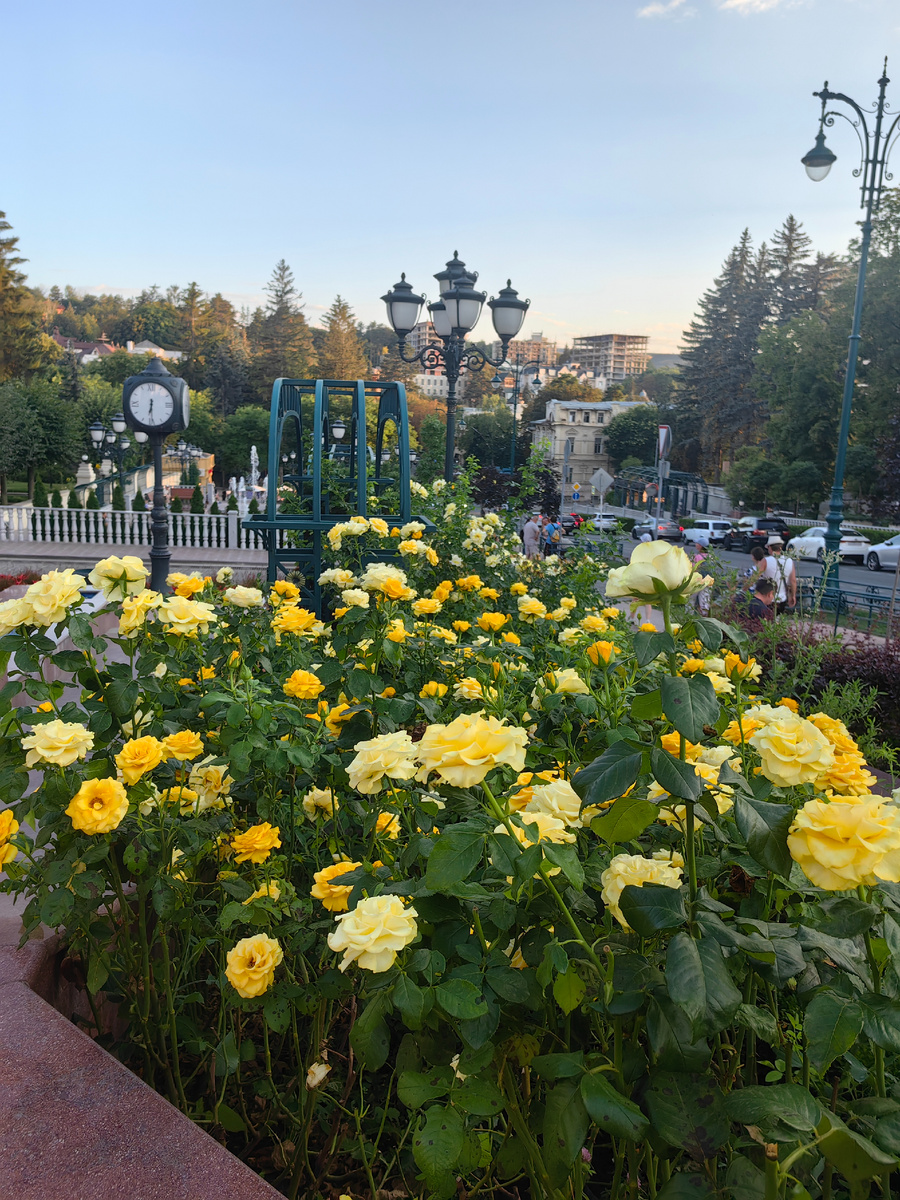 Розовые насаждения, выдержанные в одном, в данном случае, жёлтом цвете. Очень красиво смотрится.