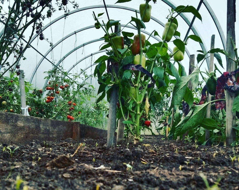 Теплица с перцами и томатами