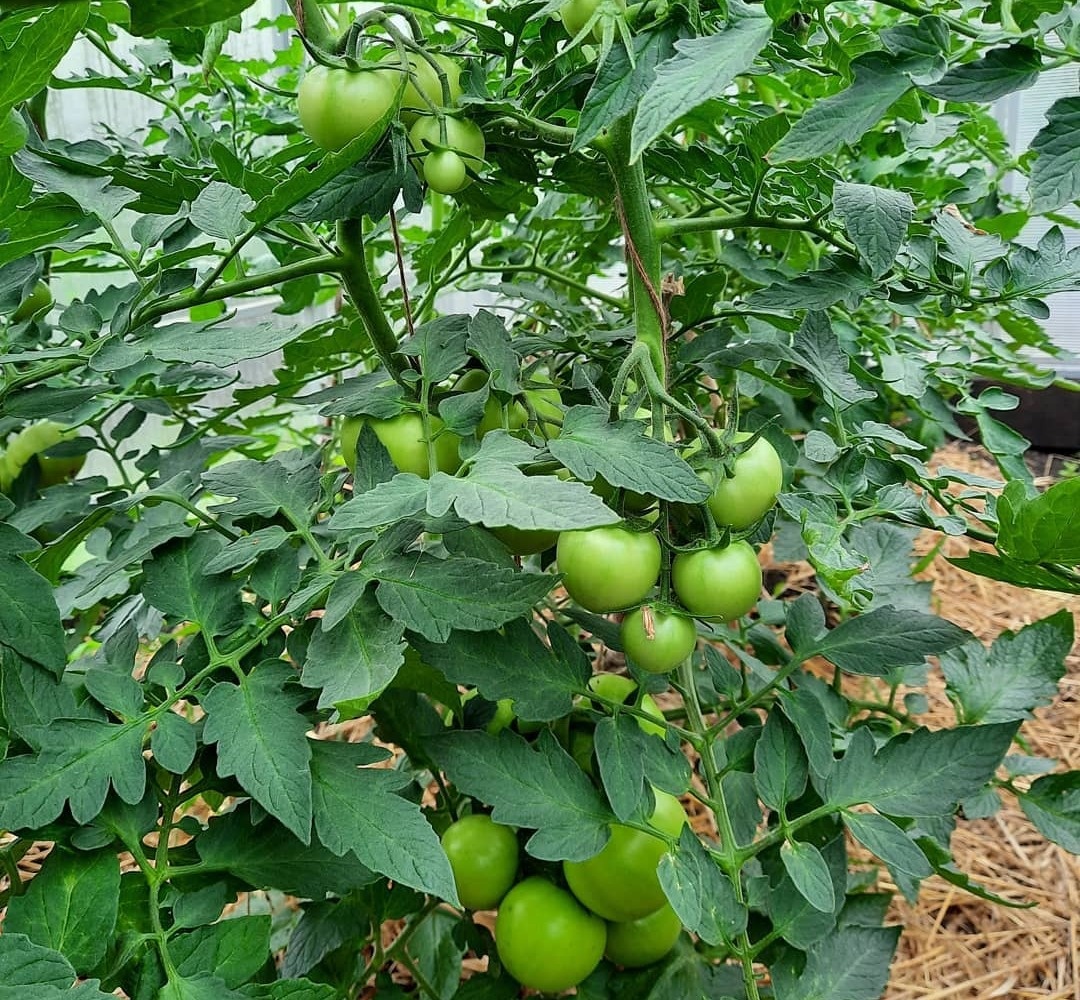 Томаты в теплице