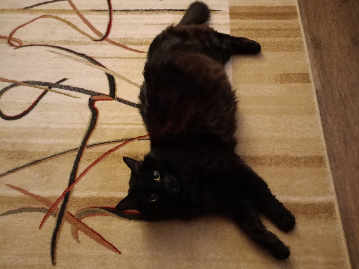 Тимофей: " Ну да... Мечтай! Посмотрим чья возьмёт!"