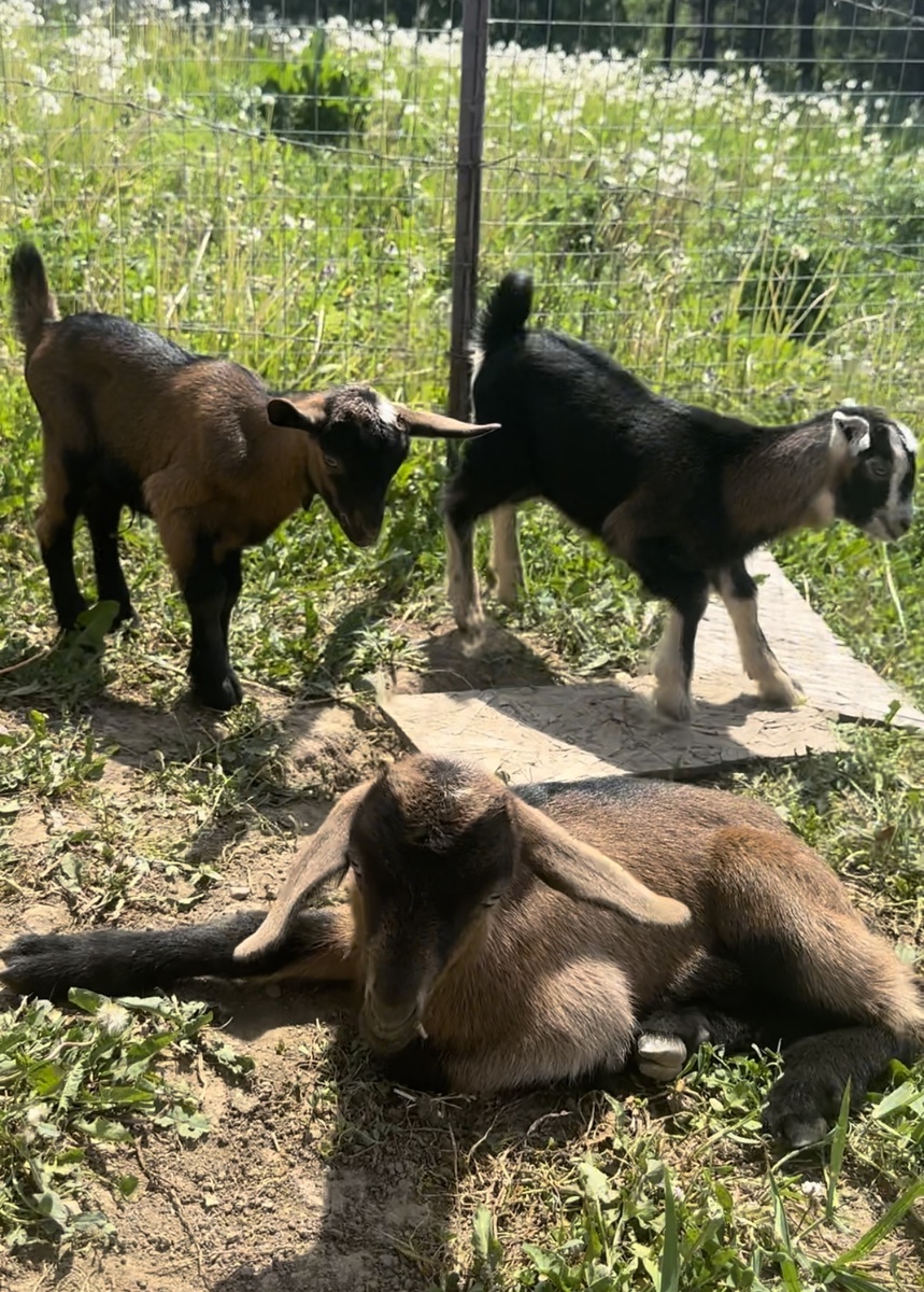 Многие считают, что козлят нужно обязательно выкармливать овсянкой начиная с 2-х недельного возраста.Поверьте это не так!!! Все намного проще и удобнее…🐐😊в дикой природе козлята растут без овсянки и киселей, а это значит , что и в домашних условиях желудок козлят не меняется.С 10-ти дневного возраста козлята могут пробывать пищу для взрослой козы, если конечно их держать не дома «за  печкой», а вместе с остальными козами.
