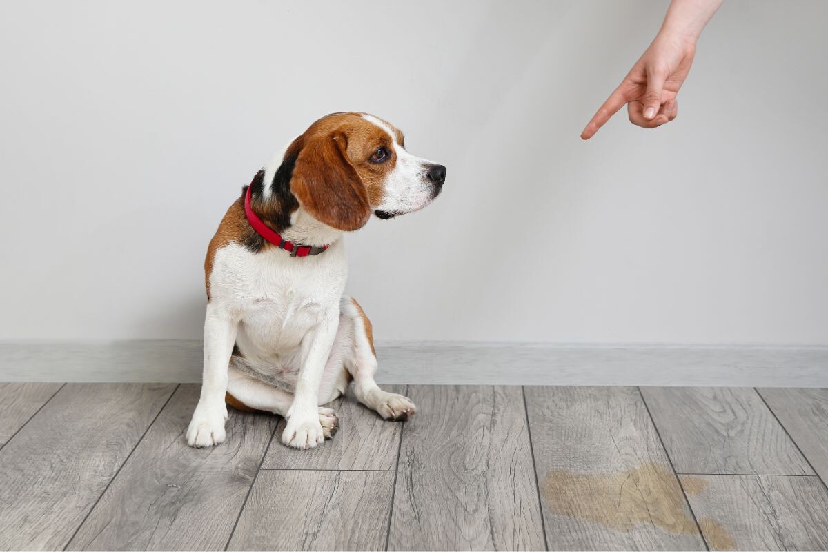 Можно ли собаку тыкать носом в мочу